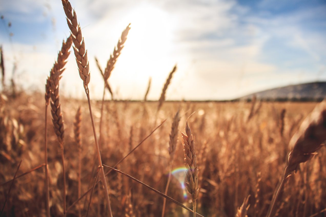 Lay Ministry Celebration 2024 – Harvesting Hope
