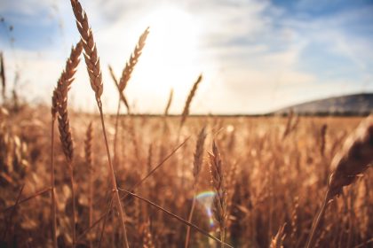 Lay Ministry Celebration 2024 – Harvesting Hope