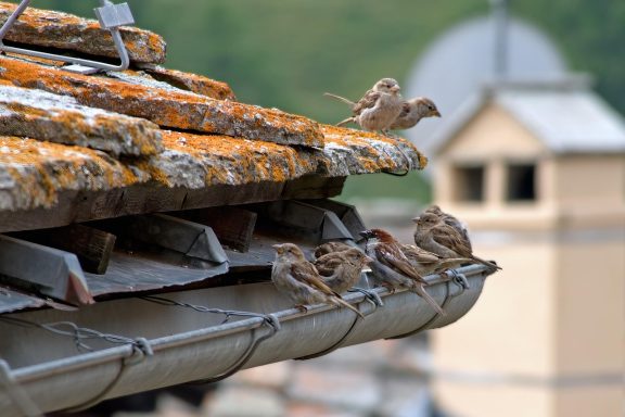 Diocese Now Responsible for Gutters and Downpipes