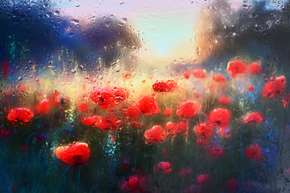 Red Poppy Fiield Behind Glass Window With Rain Drops